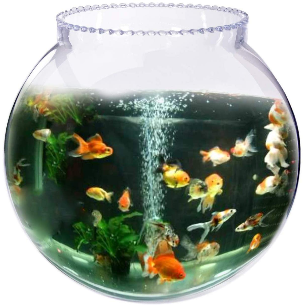 the fish bowl